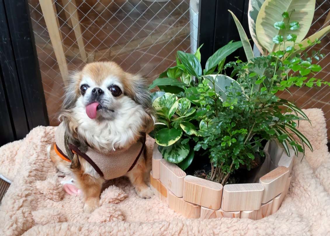 観葉植物レンタル「グリーン・ポケット」柏市のカフェ&ドッグランに設置しました